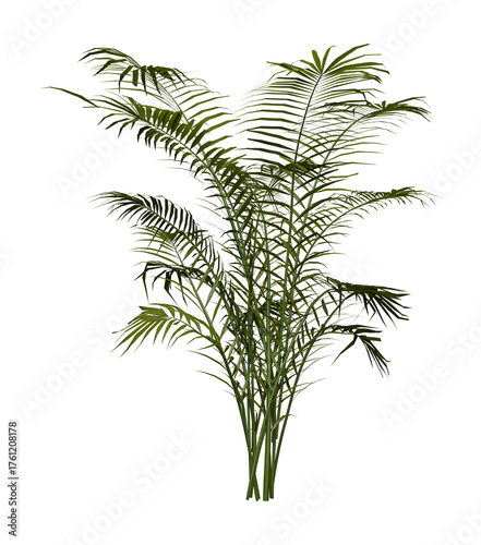 Palm tree plant isolated on white transparent background