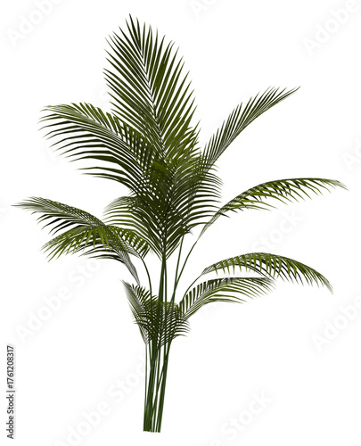 Palm tree plant isolated on white transparent background