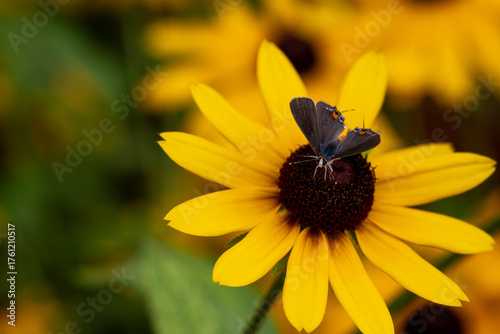 Gray Hairstreakbutterfly perched on a black eyed susan flower