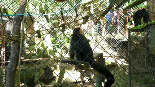 Wallpaper Mural Costa Rica Several white faced monkeys playing around in the Costa Rica Animal Sanctuary Torontodigital.ca