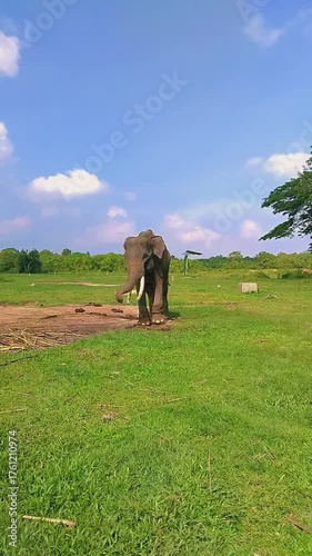 A majestic elephant standing on a grassy field under a clear blue sky