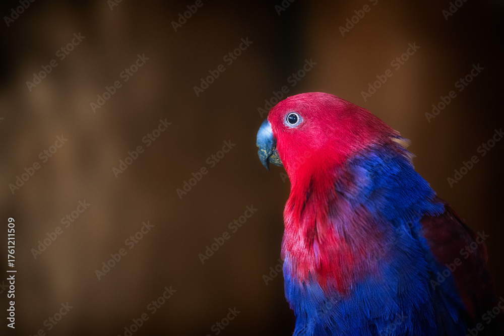 Naklejka premium Close up of a Electus Parrot