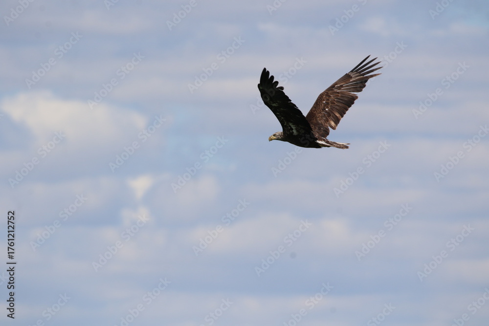 Obraz premium juvenile bald eagle bird in flight 