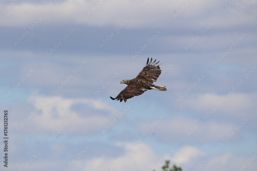 Obraz premium juvenile bald eagle bird in flight 