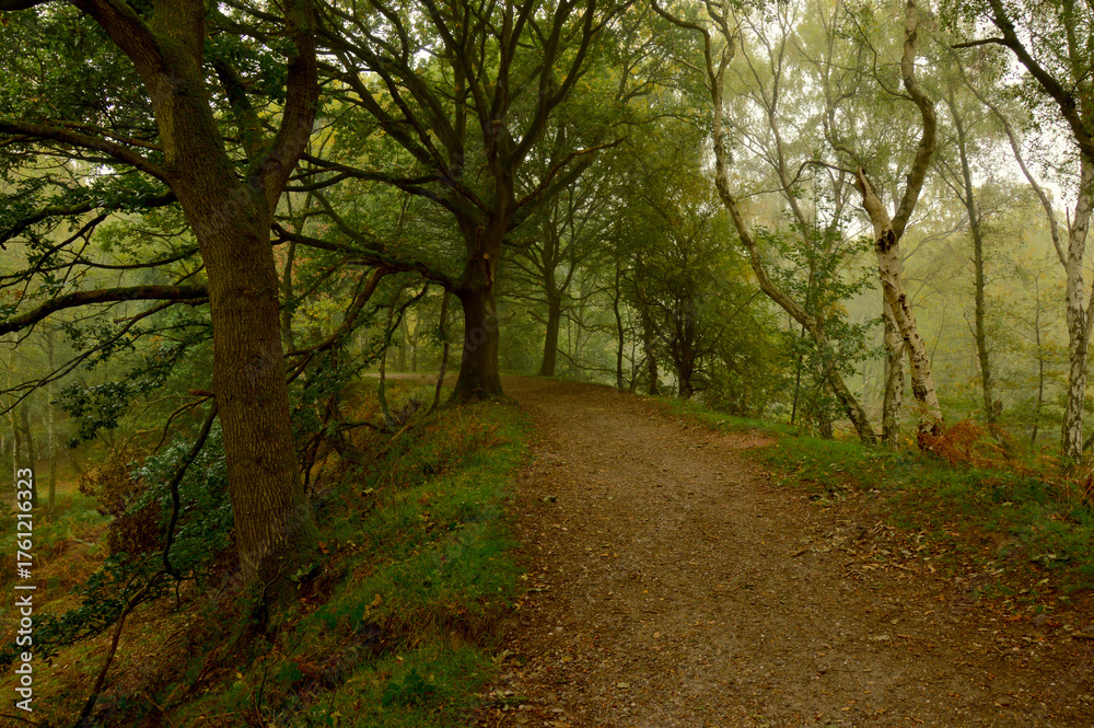 Obraz premium A misty forest trail winds through a hillside, lined with mature trees.