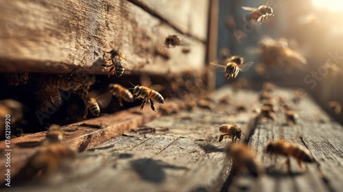 Honeybees exit hive outdoors