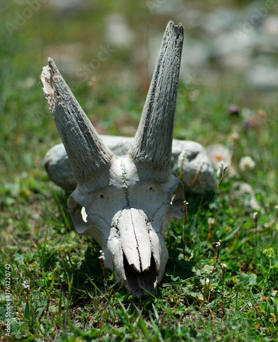 An animal skull with horns lies on the grass in the sunlight.