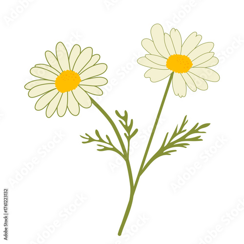 Vector illustration of chamomile (Matricaria chamomilla) with stem and leaves on white background, perfect for design, decor, cosmetics, and wellness