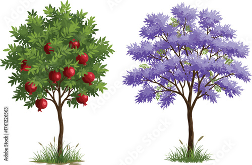 Pomegranate tree, flowering tree, red fruit, purple blossom, garden contrast, seasonal nature, botanical diversity, outdoor foliage, vibrant landscape, horticultural scene