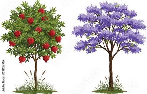 Pomegranate tree, jacaranda tree, fruit and flower contrast, vibrant garden scene, seasonal nature, botanical diversity, outdoor foliage, purple bloom, red fruit