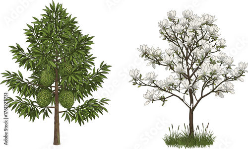 Rambutan tree with green fruits, white flowering tree with blossoms, seasonal contrast, botanical illustration, nature diversity, outdoor plant scene, foliage