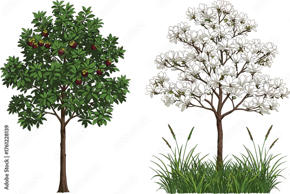 Fototapeta premium Red and yellow fruit tree, white flowering tree, green foliage, seasonal contrast, botanical diversity, vibrant canopy, outdoor nature scene, plant comparison