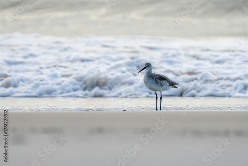 On the hunt for food at dawn.