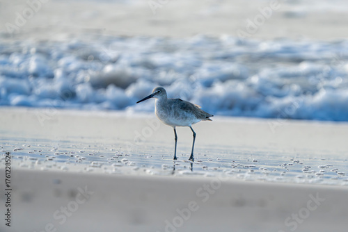 Shorebird on a morning in October.