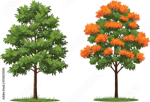 Summer tree foliage, autumn tree leaves, seasonal contrast, deciduous trees, nature transition, green and orange leaves, botanical diversity, landscape change