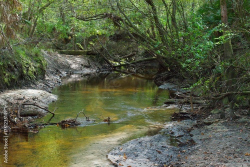 Carta da parati blackwater river flowing through the woods
