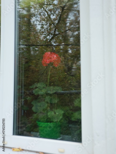 geranium flower behind a plastic window inside the house