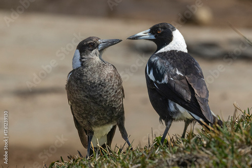 Schilderij op canvas Adult and fledgling Australian Magpies