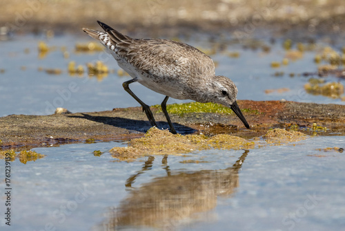 Red Knot wading bird foraging for food on tidal reef