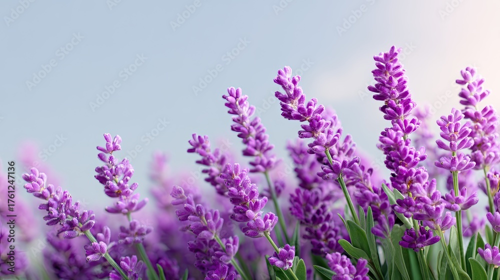 Obraz premium Lavender Flowers Blooming in a Sunny Field with Soft Sky Background