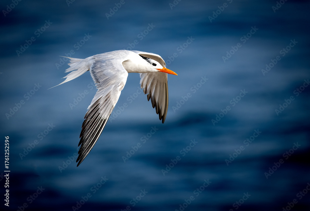 Obraz premium Royal tern in flight over the pacific ocean