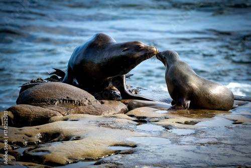 Mother and baby seals touch snouts like kissing in La Jolla, San Diego with Pacific ocean in background