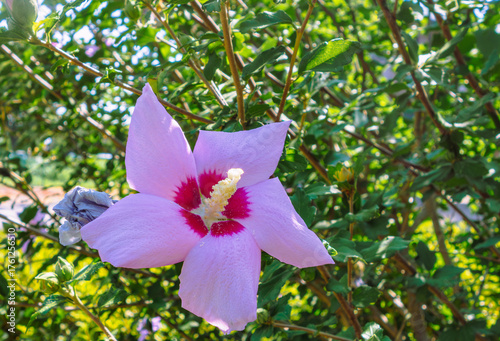 ムクゲの花ー12