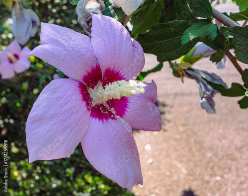 ムクゲの花ー5