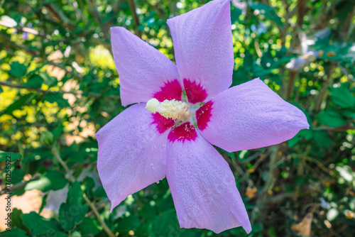 ムクゲの花ー4