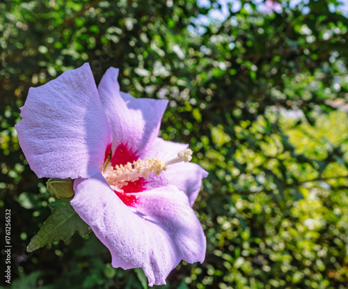 ムクゲの花ー1