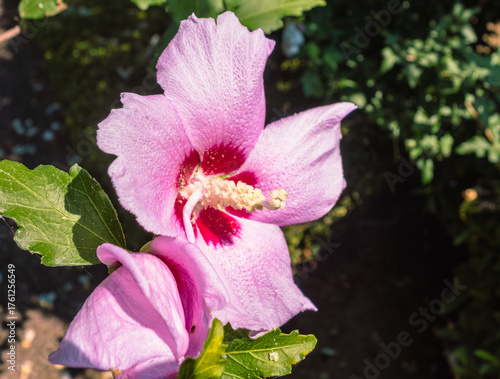 ムクゲの花ー6