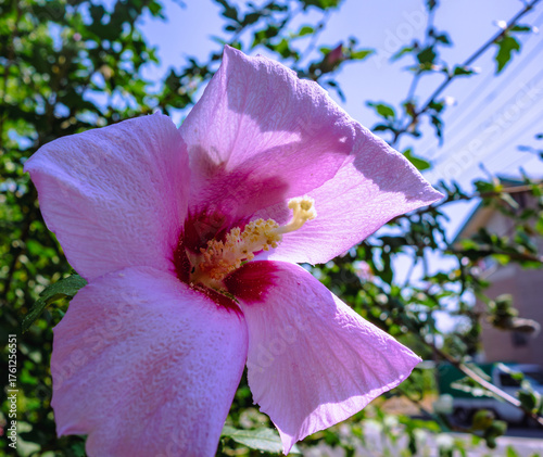 ムクゲの花ー2