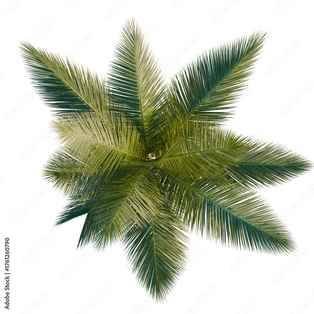 Fototapeta premium Cocos nucifera trees plan, top view, cutout, transparent background, isolate, Vibrant palm fronds create a lush tropical canopy, perfect for summer designs