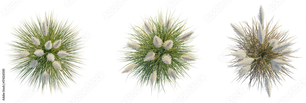 Obraz premium Cortaderia selloana pumila trees plan, top view, cutout, transparent background, isolate, Elegant pampas grass plumes with lush green blades create natural beauty