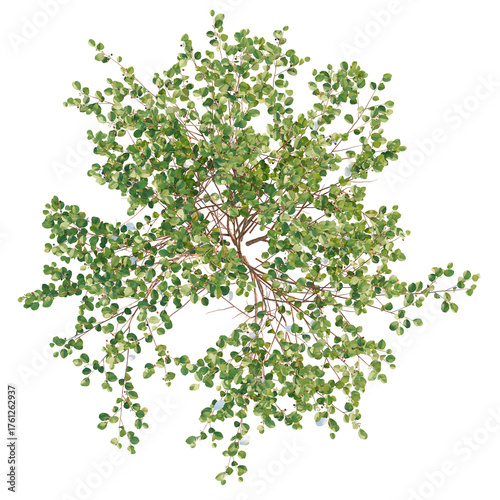Frangula alnus trees plan, top view, cutout, transparent background, isolate, Lush green deciduous tree canopy top view for architectural visualization