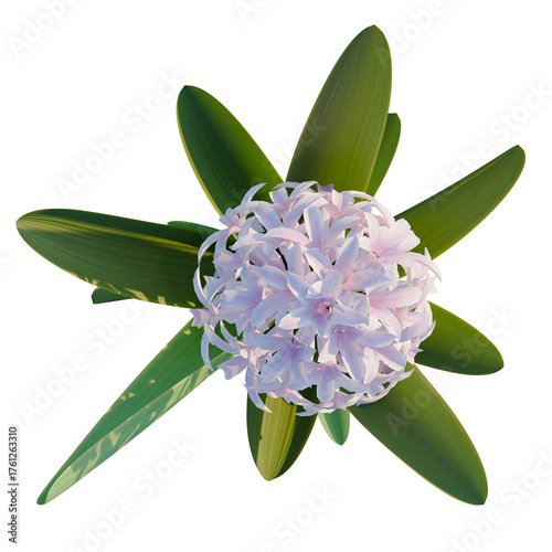 Billede på lærred Hyacinthus orientalis trees plan, top view, cutout, transparent background, isol