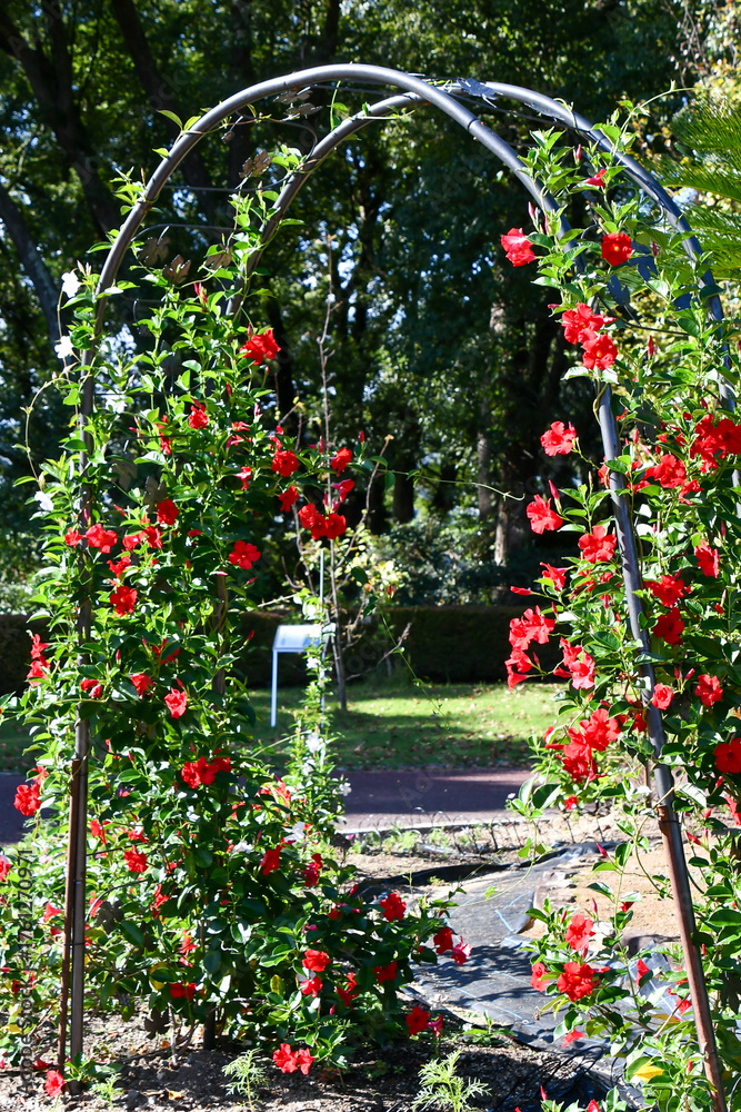 Fototapeta premium クライミング・サンパラソル Climbing Sun Parasol