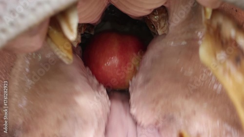 A look into the mouth of a hippopotamus eating apple