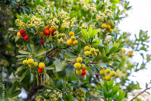 Photography Close-up of an arbutus tree displaying red, orange, and yellow berries amidst lush green leaves, beautifully lit by natural sunlight