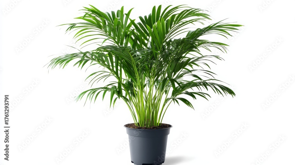 Fototapeta premium 113.A clean, top-down illustration of an Areca palm, with its large, elegantly curved green fronds extending outward. The bright white background highlights the bold, tropical look of the plantâ€™s