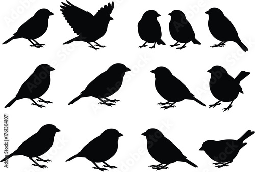 Bird silhouette collection, flying bird shapes, perched bird poses, black avian icons, wildlife vector set, nature illustration, minimalist animal design, editable clipart