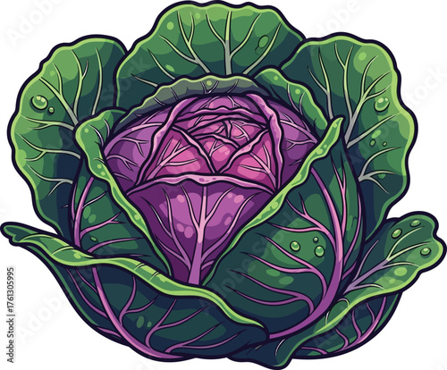 cabbage isolated on white background