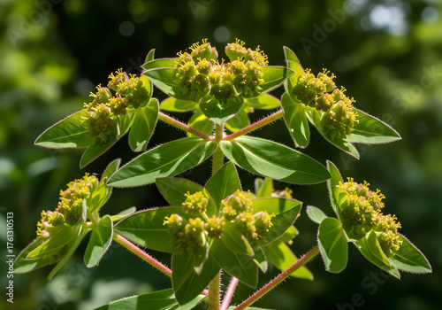 Euphorbia Hirta Plant with Tiny Clustered Flowers (Asthma Weed)