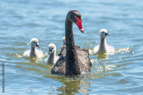 A family of black swans on the lake