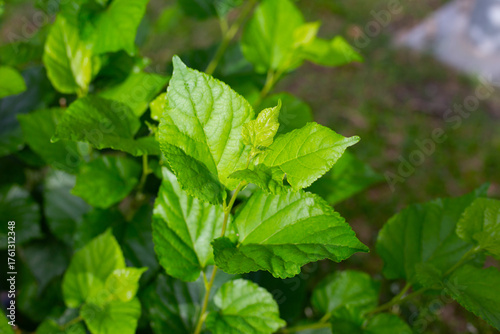 Wallpaper Mural Mulberry leaves with fresh green color. Torontodigital.ca