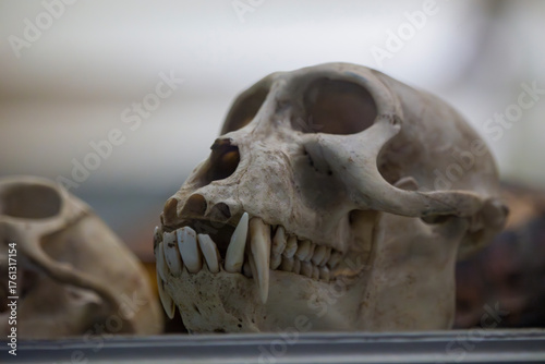 Photos A primate skull with prominent canine teeth is displayed on a dark surface, with another skull blurred in the background