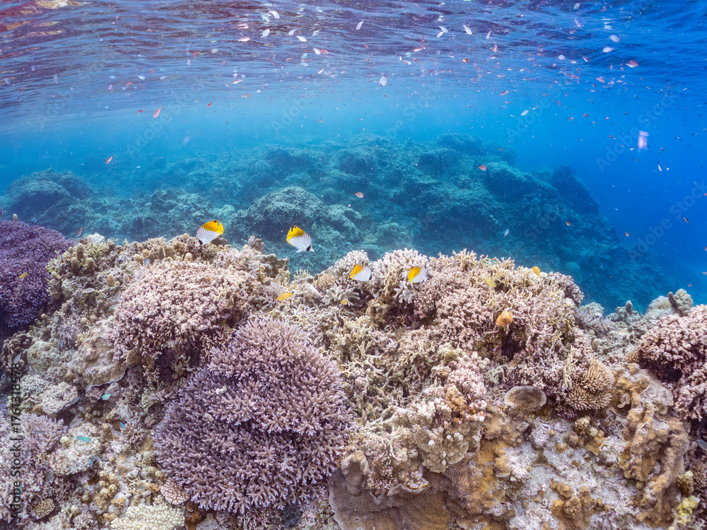 Fototapeta premium トゲチョウチョウウオの群れ, Threadfin Butterflyfish, Chaetodon Auriga, チョウチョウウオ科, 美しいサンゴ礁と熱帯魚の群れ。 沖縄県島尻郡慶良間諸島座間味島安室島-2025 この日はサンゴの産卵があり、よく見ると卵が漂っている。 