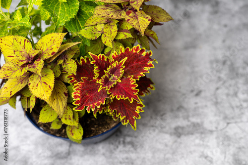 Beautiful coleus plant indoors. overwintering annual plant in pots or cuttings. coleus plant indoors during winter. propagating plants during cold weather.
