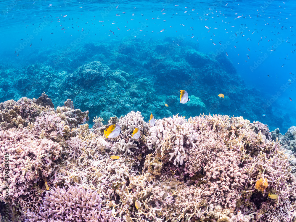 Obraz premium トゲチョウチョウウオの群れ, Threadfin Butterflyfish, Chaetodon Auriga, チョウチョウウオ科, 美しいサンゴ礁と熱帯魚の群れ。 沖縄県島尻郡慶良間諸島座間味島安室島-2025 この日はサンゴの産卵があり、よく見ると卵が漂っている。 