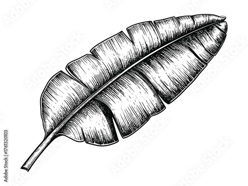 Detailed banana leaf ink sketch, botanical art style, showcasing natural texture and tropical foliage for educational, decorative, or design purposes.